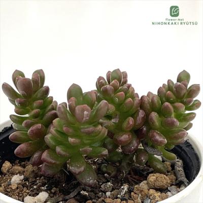 【レティジア５苗＆セダム】初心者様オススメ♡　木曜日発送 セダム 商品一覧 - フラワーネット日本花キ流通 - 売れ筋通販