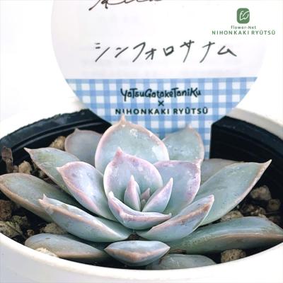 セダム 商品一覧 - フラワーネット日本花キ流通 - 売れ筋通販 - Yahoo