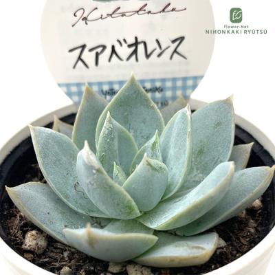 多肉植物 セダム ビアホップ（花、ガーデニング）のおすすめ人気商品