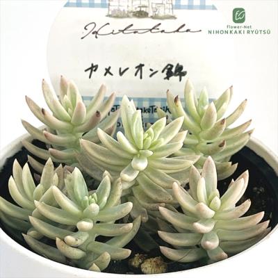 フラワーネット日本花キ流通 - Hitotabaさんの苗｜Yahoo!ショッピング