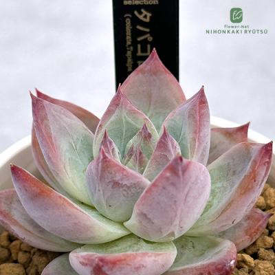 フラワーネット日本花キ流通 - 多肉風月さん｜Yahoo!ショッピング