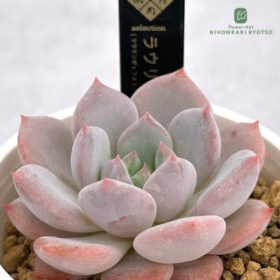 【速達付き】多肉風月苗　サバコロアテマ　札付き　鉢付き 多肉植物 寄せ植えセット 初心者さんセットB 寄せ植え セット 鉢 土