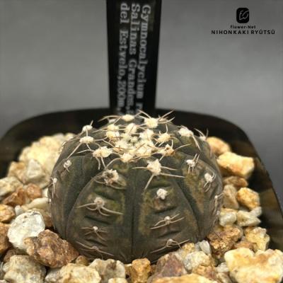 サボテンギムノカリキウムのおすすめ人気商品一覧 通販 - Yahoo