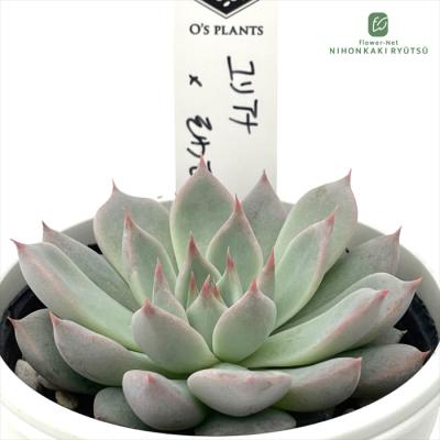 フラワーネット日本花キ流通 - O's PLANTS｜Yahoo!ショッピング