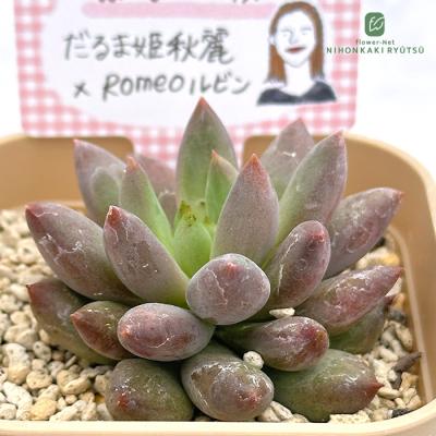 フラワーネット日本花キ流通 - ブリーダー苗｜Yahoo!ショッピング