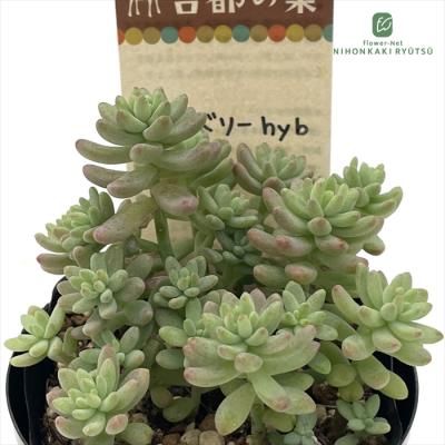 フラワーネット日本花キ流通 - 古都の葉さん｜Yahoo!ショッピング