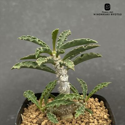 ユーフォルビア種（サボテン、多肉植物） | 花、ガーデニング の
