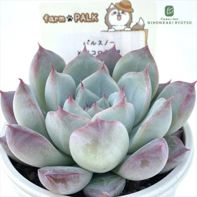 フラワーネット日本花キ流通 - パルクさん｜Yahoo!ショッピング