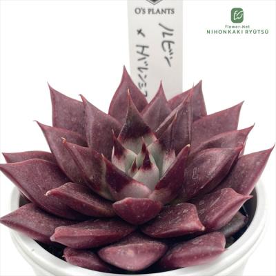 O'S PLANTS 　藤色天女　孔雀天女　大海天女　３苗セット　札付き　命名株 楽天市場】多肉植物 O's銀天女物語 No.05 孔雀天女 多肉植物 O's