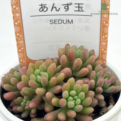 フラワーネット日本花キ流通 - 雫ファームさん｜Yahoo!ショッピング