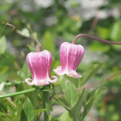 希少 クレマチス モアフィード 正規品ラベル付き 商品一覧ページ 希少 クレマチス モアフィード 正規品ラベル付き