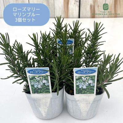 フラワーネット日本花キ流通 - ローズマリー｜Yahoo!ショッピング