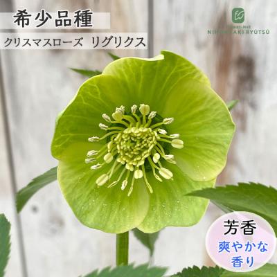 フラワーネット日本花キ流通 - クリスマスローズ｜Yahoo!ショッピング