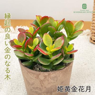 金のなる木のおすすめ人気商品一覧 通販 - Yahoo!ショッピング