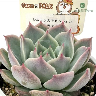 フラワーネット日本花キ流通 - パルクさん｜Yahoo!ショッピング