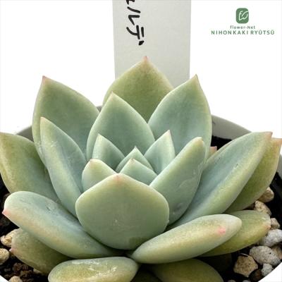 フラワーネット日本花キ流通 - O's PLANTS｜Yahoo!ショッピング