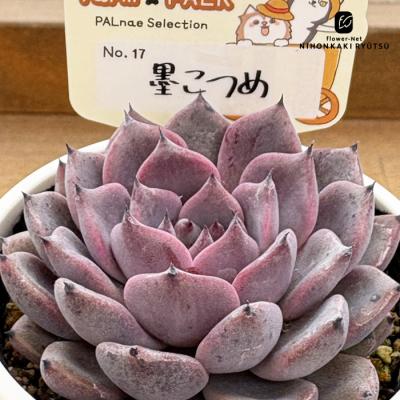 フラワーネット日本花キ流通 - パルクさん｜Yahoo!ショッピング