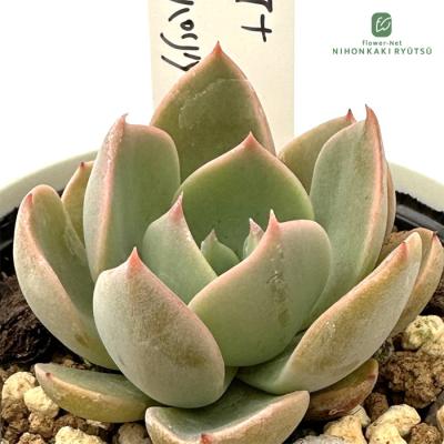 フラワーネット日本花キ流通 - O's PLANTS｜Yahoo!ショッピング