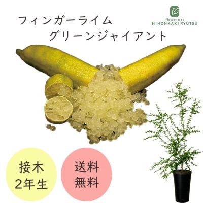 フィンガーライム 苗の商品一覧 通販 - Yahoo!ショッピング