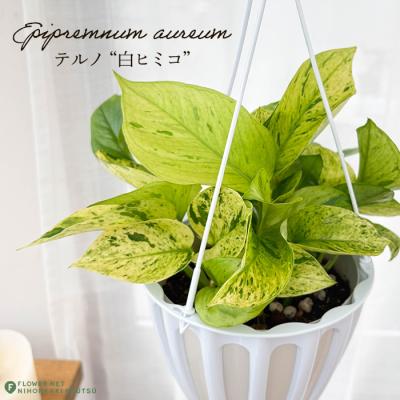 うるここ【現品・鉢まま出荷】ポトステルノ　シリーズ5号吊り鉢5点セット ポトス テルノ 商品一覧 - フラワーネット日本花キ流通 - 売れ筋通販