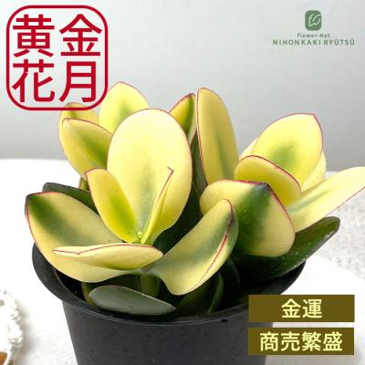 金のなる木（花、ガーデニング）のおすすめ人気商品一覧 通販 - Yahoo