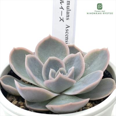優木園さん 黒札セット3 【先姫】【幻乱燈花】花芽付き 札付き フラワーネット日本花キ流通 - 優木園さん｜Yahoo!ショッピング