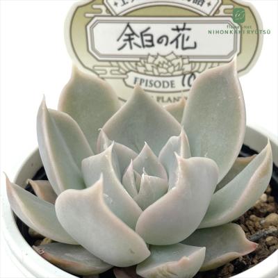 オーズプランツさん苗　ホリコロ50実生　札付き　鉢ごと発送 フラワーネット日本花キ流通 - O's PLANTS｜Yahoo!ショッピング