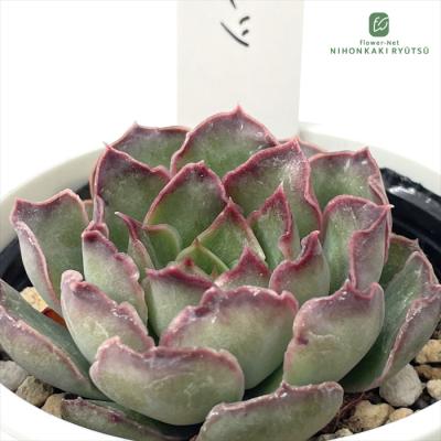 フラワーネット日本花キ流通 - O's PLANTS｜Yahoo!ショッピング