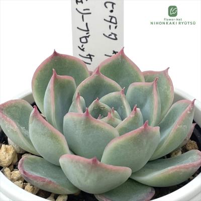 フラワーネット日本花キ流通 - O's PLANTS｜Yahoo!ショッピング