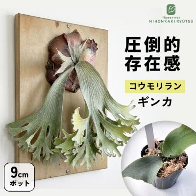 ビカクシダ コロナリウムの商品一覧 通販 - Yahoo!ショッピング