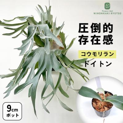 希少 植物（観葉植物種類：ビカクシダ、コウモリラン）のおすすめ人気