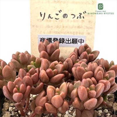 フラワーネット日本花キ流通 - 古都の葉さん｜Yahoo!ショッピング