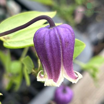 クレマチス 壺型（花の苗）｜苗 | 花、ガーデニング のおすすめ人気