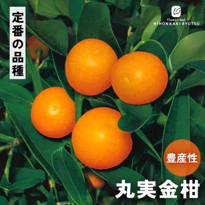 金柑 たまたま（果樹の苗、苗木）｜苗木、植木 | 花、ガーデニング の