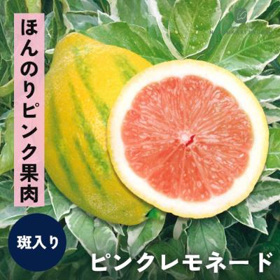 レモン ピンクレモネード（果樹の苗、苗木）｜苗木、植木 | 花