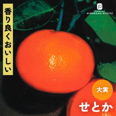 せとか（苗木、植木） | 花、ガーデニング の商品一覧 通販 - Yahoo