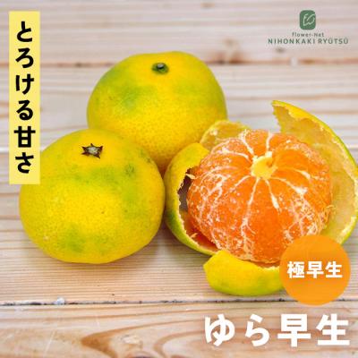 ゆら早生みかん苗木（果樹の苗、苗木）｜苗木、植木 | 花