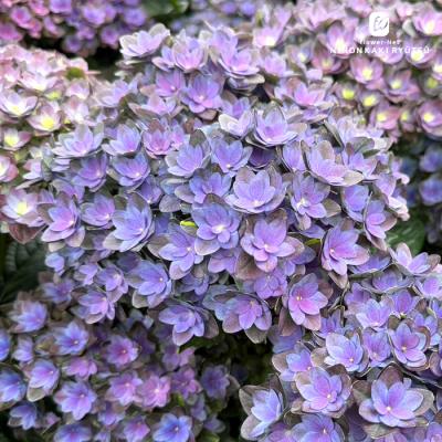 紫陽花（花、ガーデニング）の商品一覧 通販 - Yahoo!ショッピング