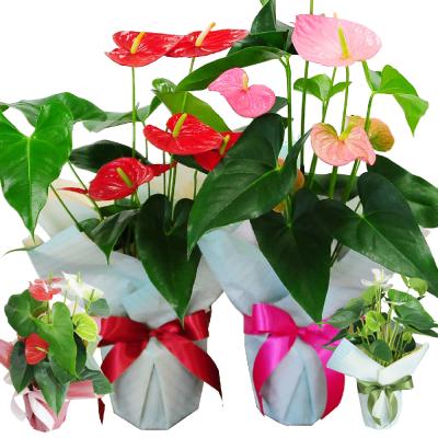 にこまる　アンスリウムセット 赤) 愛んすりうむ アウトレット 高さ55cm アンスリウム 直径16cm