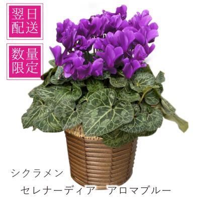 シクラメンのおすすめ人気商品一覧 通販 - Yahoo!ショッピング