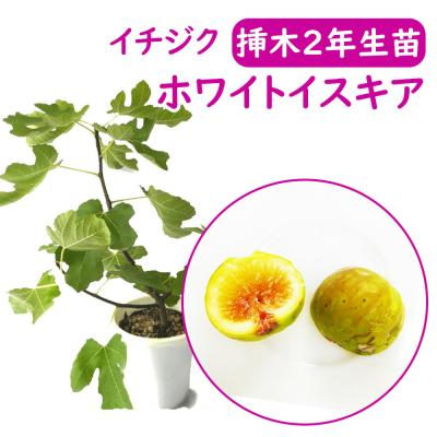 凪海 根出し苗 挿し木苗イチジク いちじく 苗 イチジク 挿し木の商品一覧 通販 - Yahoo!ショッピング