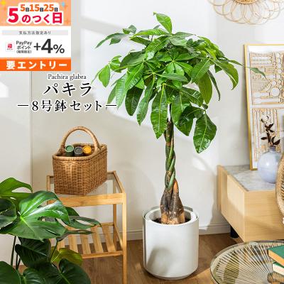 パキラ 8号（観葉植物） | 花、ガーデニング のおすすめ人気商品一覧