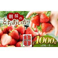 ふるさと納税 【先行予約】甘く熟した完熟いちご！朝採れとちあいか たっぷり1,000g 真岡市 栃木県 送料無料 栃木県真岡市 | ふるなび(ふるさと納税)