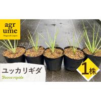 ユッカリギダの商品一覧 通販 - Yahoo!ショッピング ユッカリギダの商品一覧 通販 - Yahoo!ショッピング
