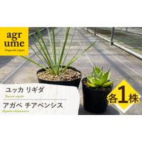 ユッカリギダの商品一覧 通販 - Yahoo!ショッピング ユッカリギダの商品一覧 通販 - Yahoo!ショッピング