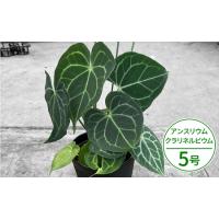 アンスリウム ドラヤキのおすすめ人気ランキングTOP90 - Yahoo