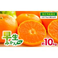 ふるさと納税 【10月下旬発送】早生みかん 10kg 先行予約 みかん 静岡県藤枝市 | ふるなび(ふるさと納税)