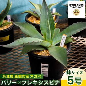 アガベ パリーのおすすめ人気ランキングTOP88 - Yahoo!ショッピング