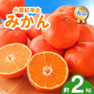 さぬき紅みかんのおすすめ人気ランキングTOP100 - Yahoo!ショッピング