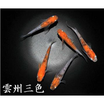雲州三色メダカのおすすめ人気商品一覧 通販 - Yahoo!ショッピング